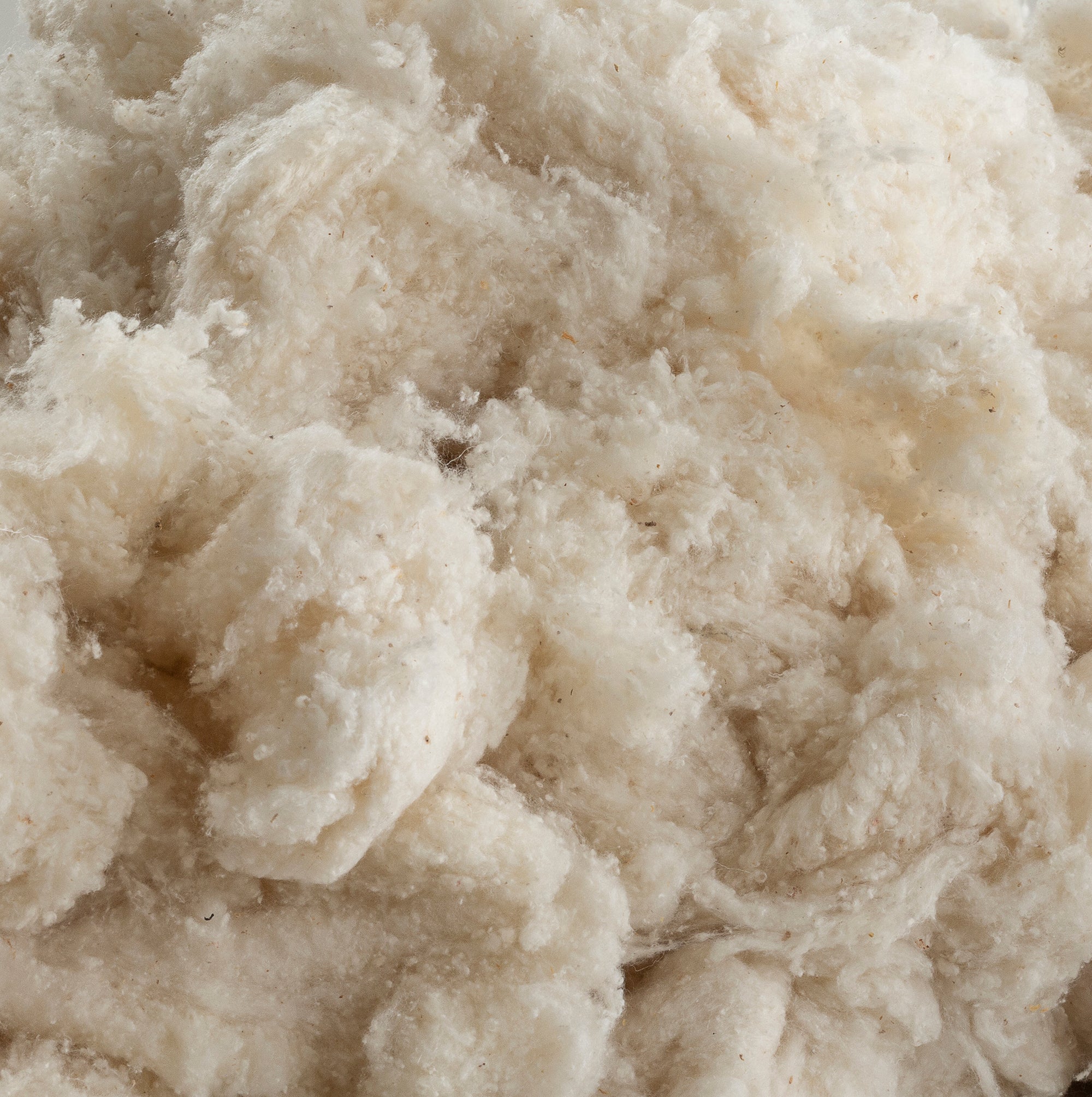 Close-up of white cotton fibers