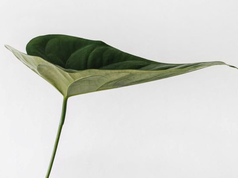 Ethos Collection 2'' Latex Topper